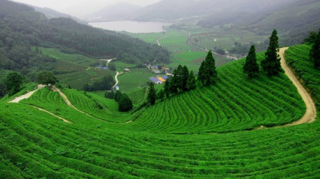 DAMBRI - ĐỒI CHÈ TÂM CHÂU - BẢO LỘC - TÀ ĐÙNG - ĐẮK NÔNG